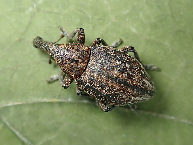 Curculionidae: Lepirus armatus o capucinus ? Lepyrus capucinus